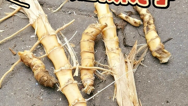 Cơn ác mộng trong sân lại ập đến, lần này liệu tôi có thắng được không?