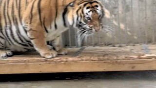 النمرة الأم تغضب! الجو أصبح حارًا، وأردت أن أحمم النمرة الجميلة، فلماذا الأمر صعب جدًا؟