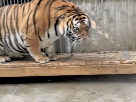 النمرة الأم تغضب! الجو أصبح حارًا، وأردت أن أحمم النمرة الجميلة، فلماذا الأمر صعب جدًا؟