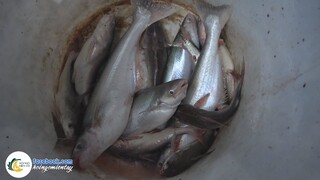 Lần Đầu Câu Được CÁ DỨA Bự Như Vậy | Hội Ngộ Miền Tây - Tập 253