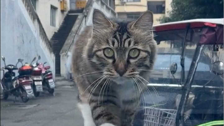 If even a little raccoon cat like this can’t win your love, then I honestly don’t know what to say…