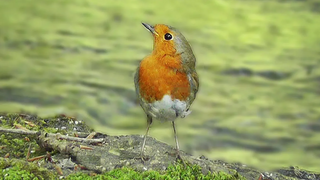 European Robin Catching Flies at The Stream - ส่วนหนึ่งถ่ายทำในแบบสโลว์โมชั่น