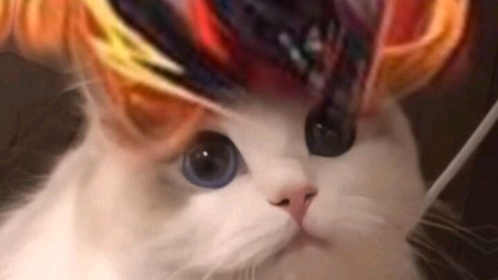 jedag jedug kucing Mlbb