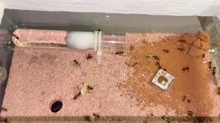 [Animals]I bought 400 cocoons for my Formica sanguinea