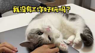 Meow: You have to stick to the stickers, not work!