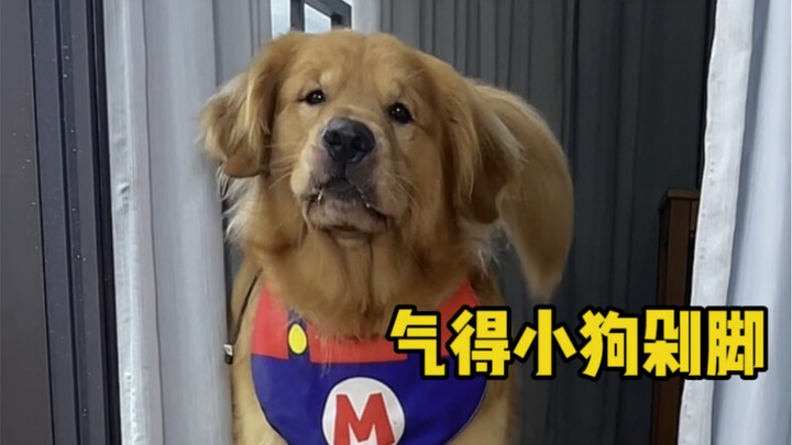 Anjing kecil jadi kesal sampai menginjak-injak tanah! Para tante, coba nilai sendiri kasus ini!