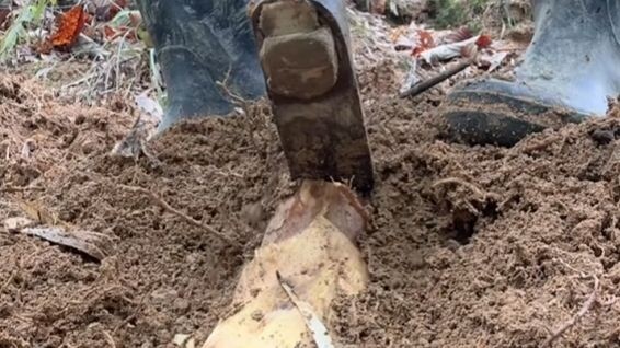Ini benar-benar pemborosan rebung putih yang lezat!