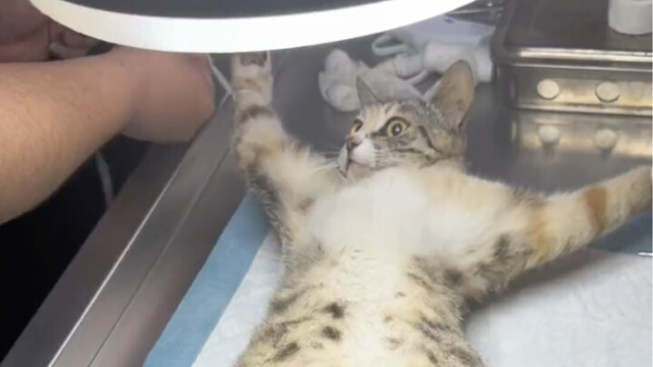 Làm sao bây giờ, tôi thành kẻ thù của lũ mèo hoang mất rồi!