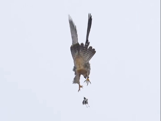 Sau khi cuộc trao đổi trên không của chim ưng peregrine thất bại, nó đã làm thế nào để đuổi kịp?