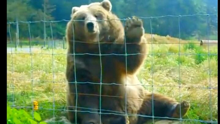 That big, clumsy bear who knows how to swipe its paws is just too cute!