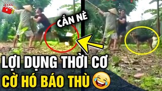 Tin 3 Phút Hài | Tổng hợp tình huống 'HÀI ĐỘNG VẬT' không cười không lấy tiền P30