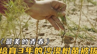 造林人在荒漠培育3年种出的树苗，谁知大学生一来就全给拔了！