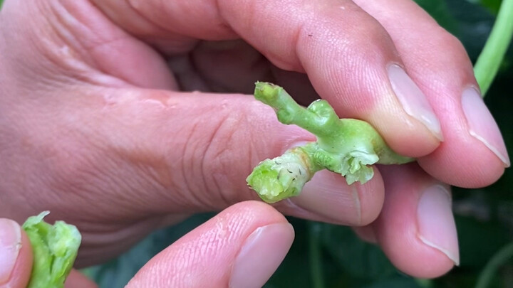 豆角正确采摘方法