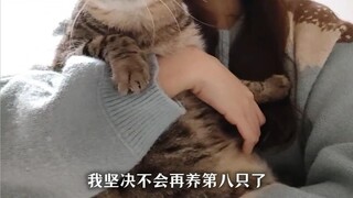 发誓只养一只猫......