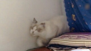 The most terrifying thing about having a cat in the dormitory finally happened. .