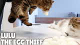 [Pecinta Kucing] Lulu si pencuri telur!