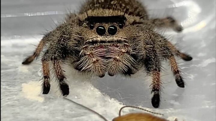 Sedang makan malamnya Ta, sampai kesal lalu lupa jadi pemilih makanan!