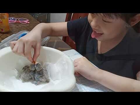 Hand Feeding Lovebirds  Chick - DAY 3 | Hand raising lovebirds