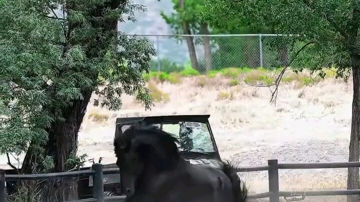 Black Beauty 🫶🫶🔥🐎