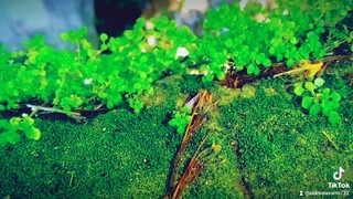 I LOVE NATURE
