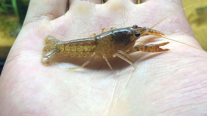 Udang peliharaanku semakin besar, aku harus memindahkan mereka