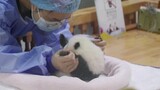 Mom doing massage for her baby panda