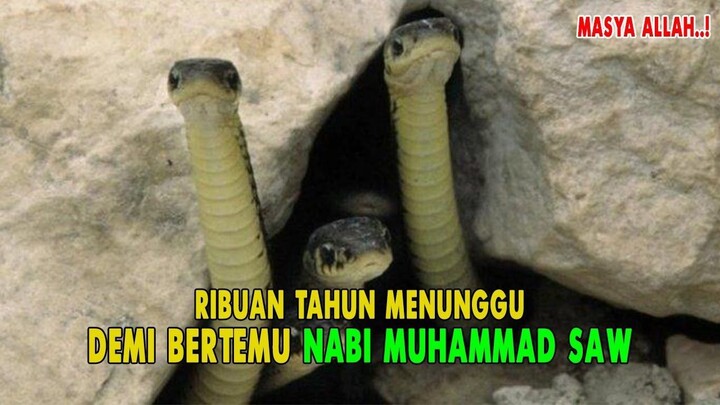 SAKING RINDU..!! ULAR INI RELA MENUNGGU RIBUAN TAHUN DEMI BERTEMU DENGAN RASULULLAH.
