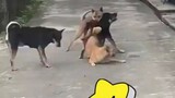 A bunch of dogs fighting