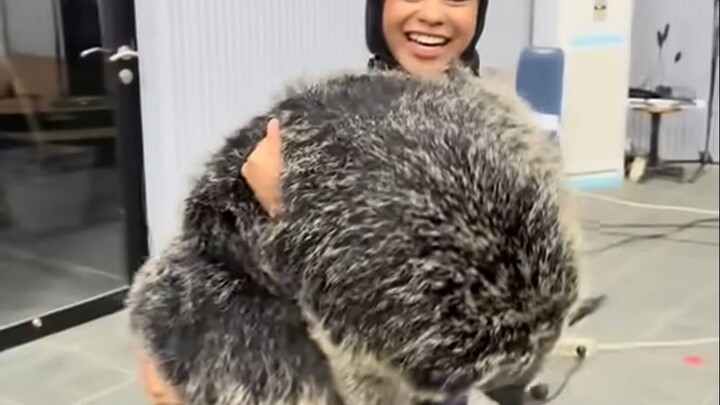 Binturong yang mungkin belum pernah kamu lihat—katanya tubuhnya harum seperti popcorn!