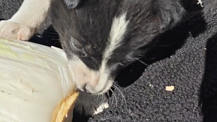 Vừa đi vừa vuốt tóc