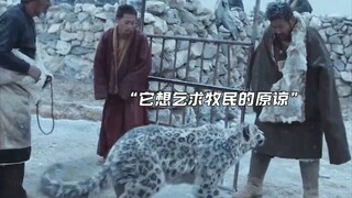 "A herdsman who has never harmed a snow leopard finds himself repeatedly pushed to his limits by it.