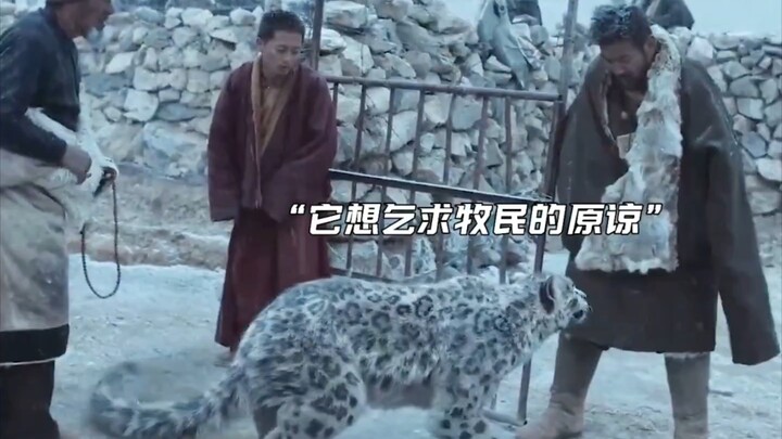 “没有伤害过雪豹的牧民，却被它一次又一次的挑战底线”好剧推荐