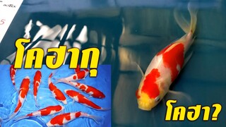 มาดูกันปลาอะไร ใช่ปลาคาร์ฟโคฮากุรึเปล่า?