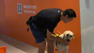 Guide dogs learn to identify obstacles and protect the blind