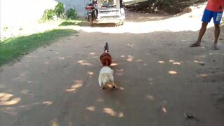 asero gf stag late born banded salpukan