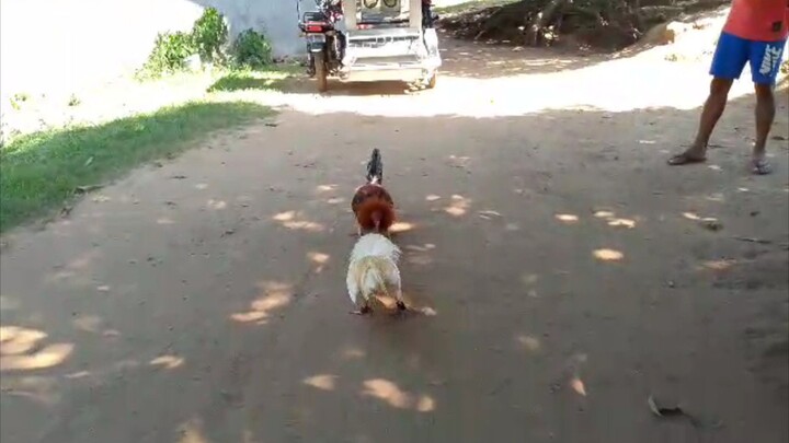 asero gf stag late born banded salpukan