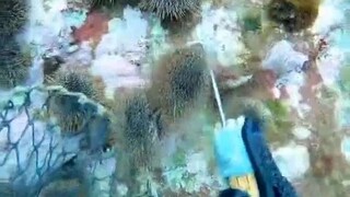 هكذا تُصطاد قنافذ البحر. لماذا أشعر وكأنني ألتقط الكستناء في الجبال؟