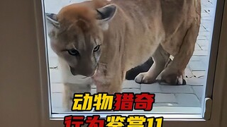 动物猎奇行为鉴赏第十一集