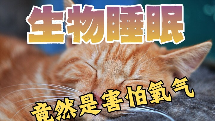 Apakah evolusi tidur pada makhluk hidup muncul karena ketakutan akan oksidasi?