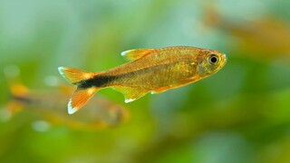 ikan hias air tawar kecil untuk aquarium - silvertip tetra