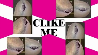 HIP but the Sakaban turtle