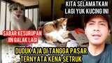 Kucing Sakit Setruk Minta Tolong Di Tangga Pasar Kemayoran..!