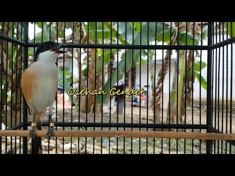 Cendet Manapun Dijamin GACOR TOET TOET Bongkar Materi Setlah Dengar Pancingan Ini