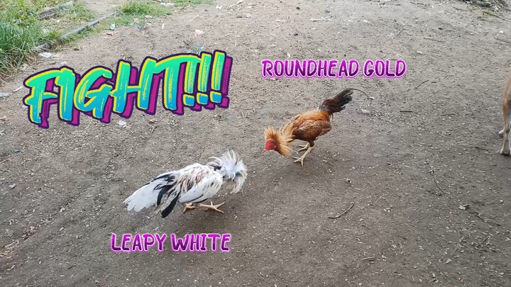Leapy White VS Roundhead Gold ng Kapitbahay!     JRP GAMEYARD