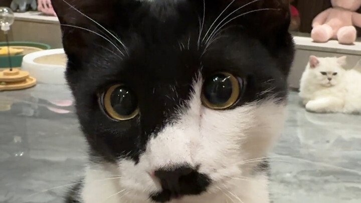 Panghu: In the end, it was still me who bore it all!