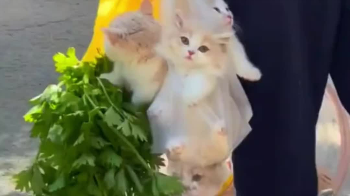 How can there be such a cute creature as a cat?