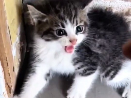 So sánh mèo con trước và sau khi được nhận nuôi