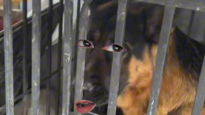 Dog: Woof woof woof! All right?