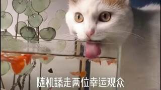 Nước trong bát mèo: nước tiểu ngựa! Nước ở những nơi khác: Quốc Giao!