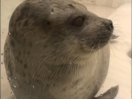 Video Anjing Laut Tak Berarti